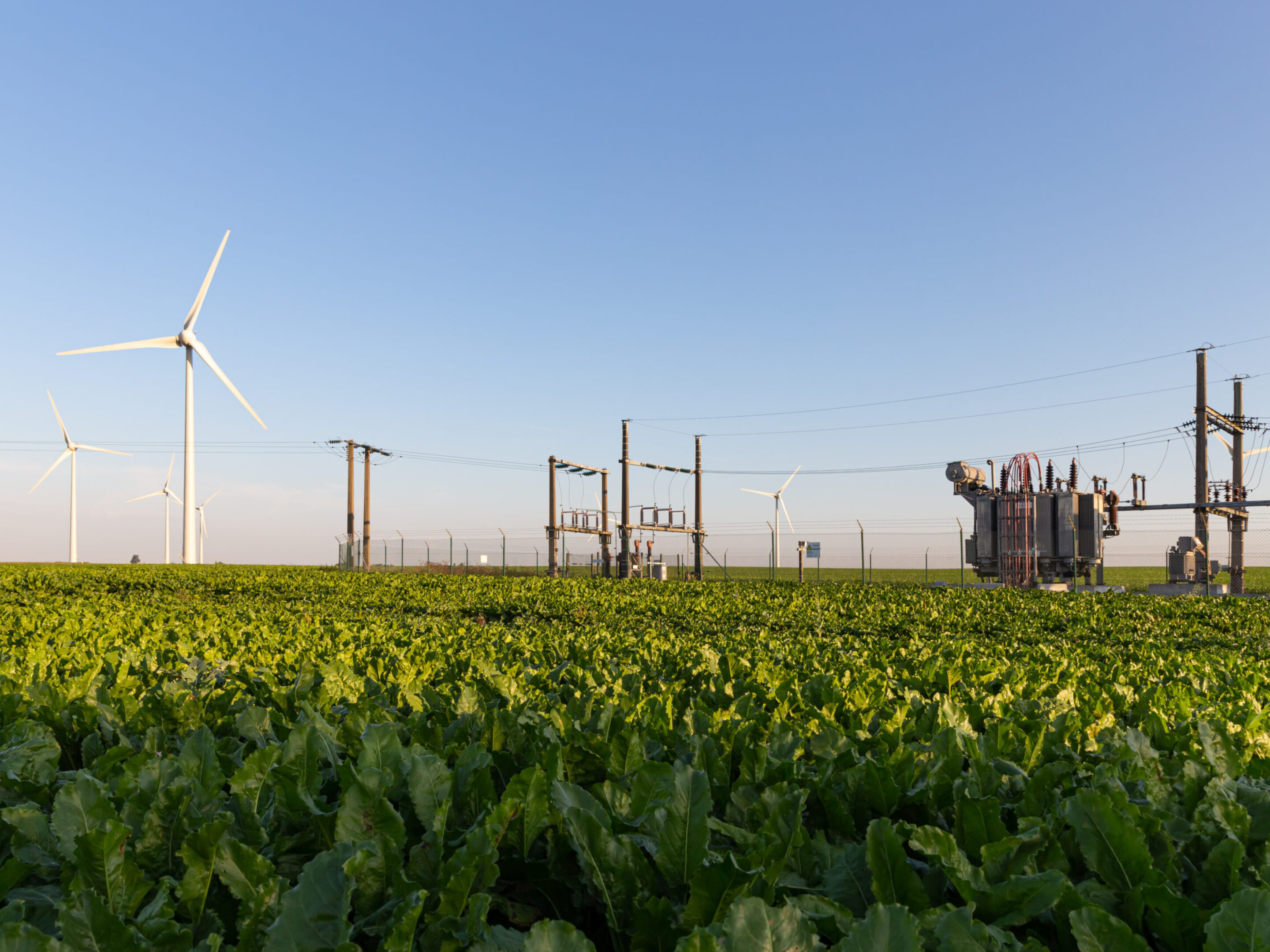 Field of crops with wind energy and power generation.