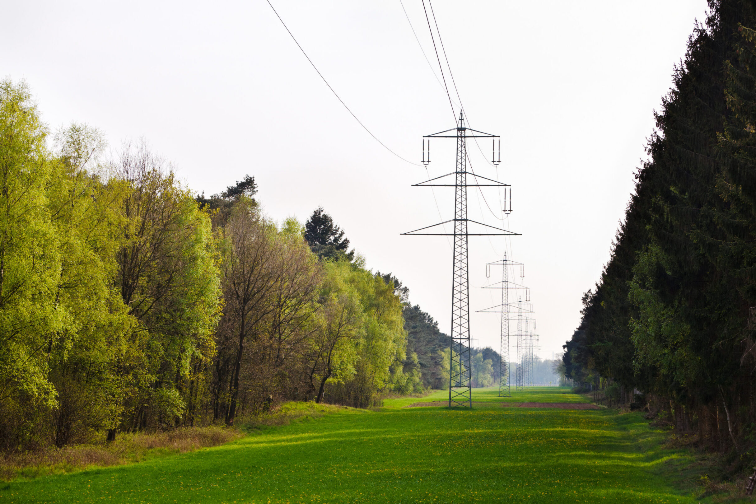 Transmission lines through forest to show transmission grid health assessment.