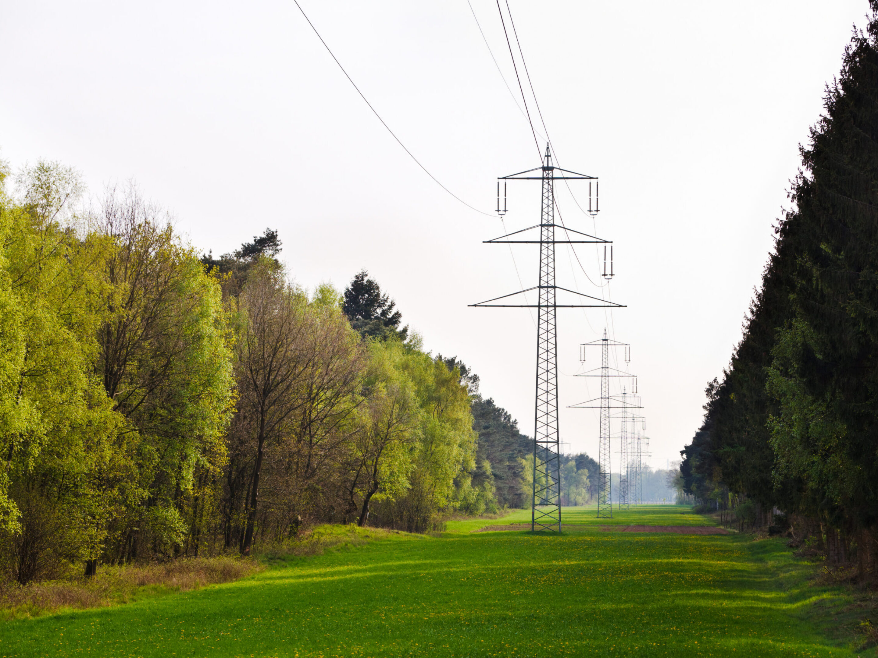 Transmission lines through forest to show transmission grid health assessment.